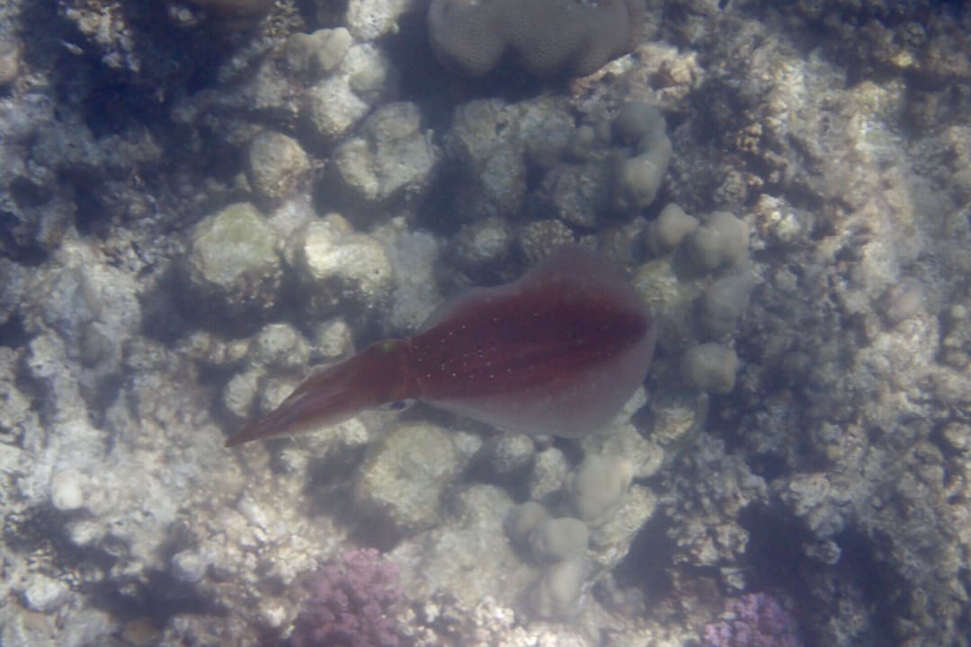 Strand Makadi Spa - Adults only