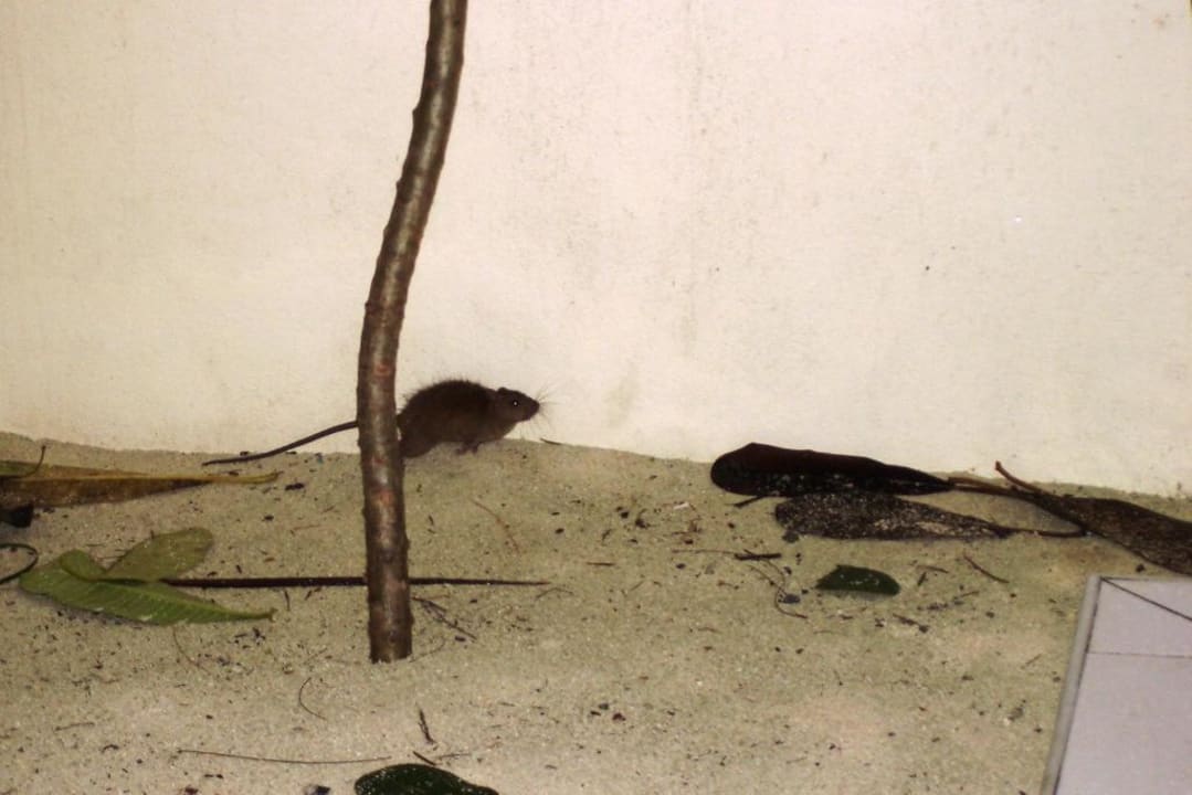 Ratten im Bad Meeru Maldives Resort Island