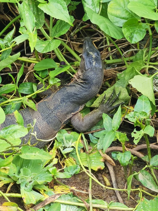 Sonstiges Baan Khaolak Beach Resort