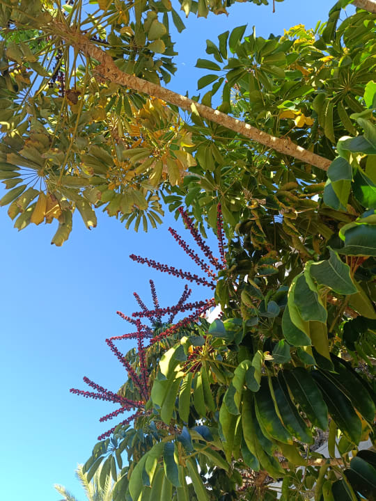 Gartenanlage allsun App.-Hotel Esquinzo Beach