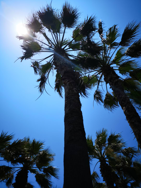 Gartenanlage Monachus Family Resort Sorgun