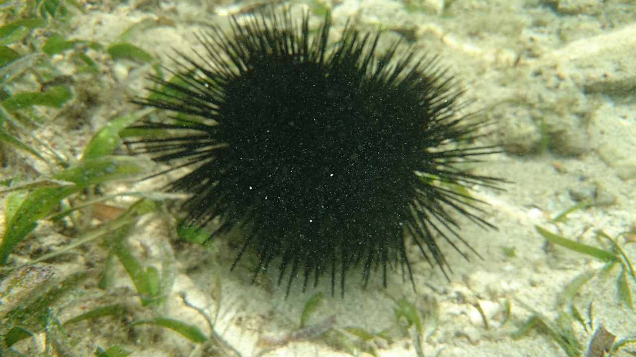 Seeigel Resort Amani Tiwi Beach