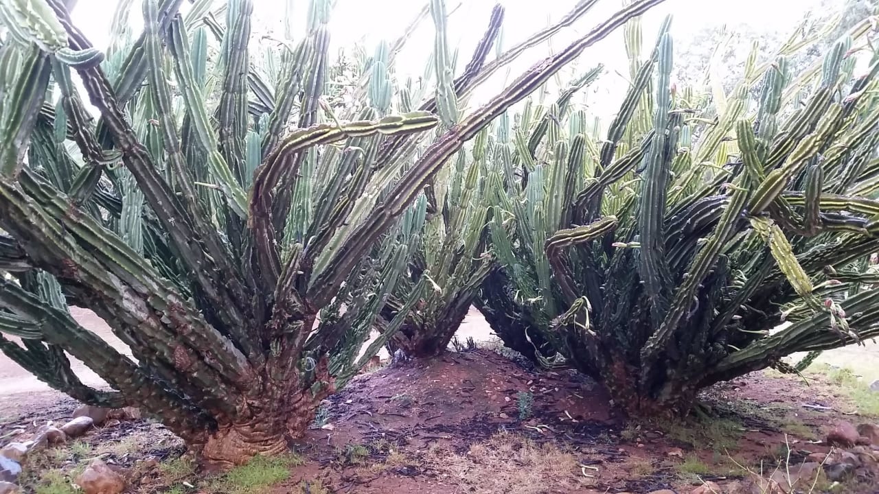 Kakteen Montana Guestfarm