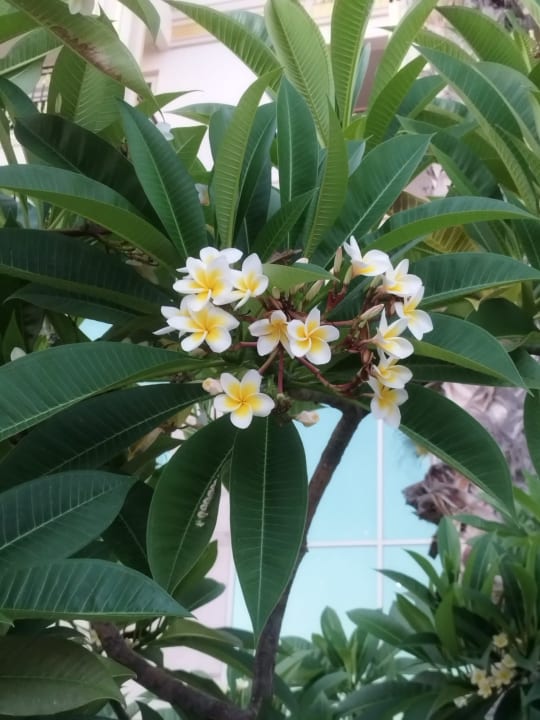 Gartenanlage Steigenberger Coraya Beach - Adults only