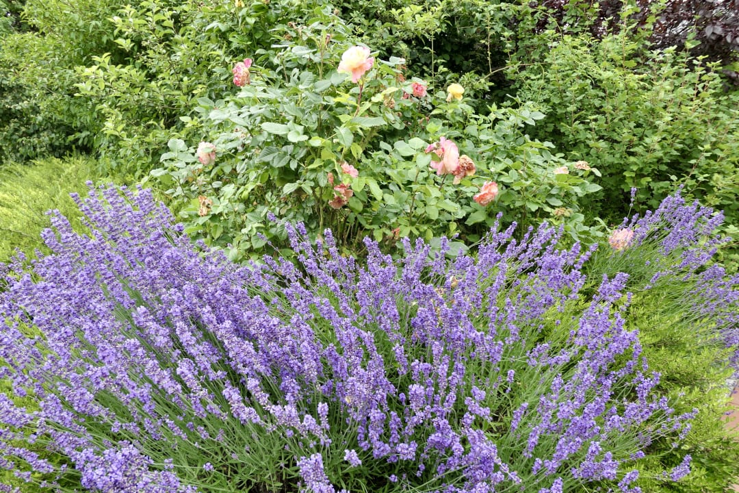 Gartenanlage Ferienhäuser Bauernhof Haltermann Landurlaub mit Stil
