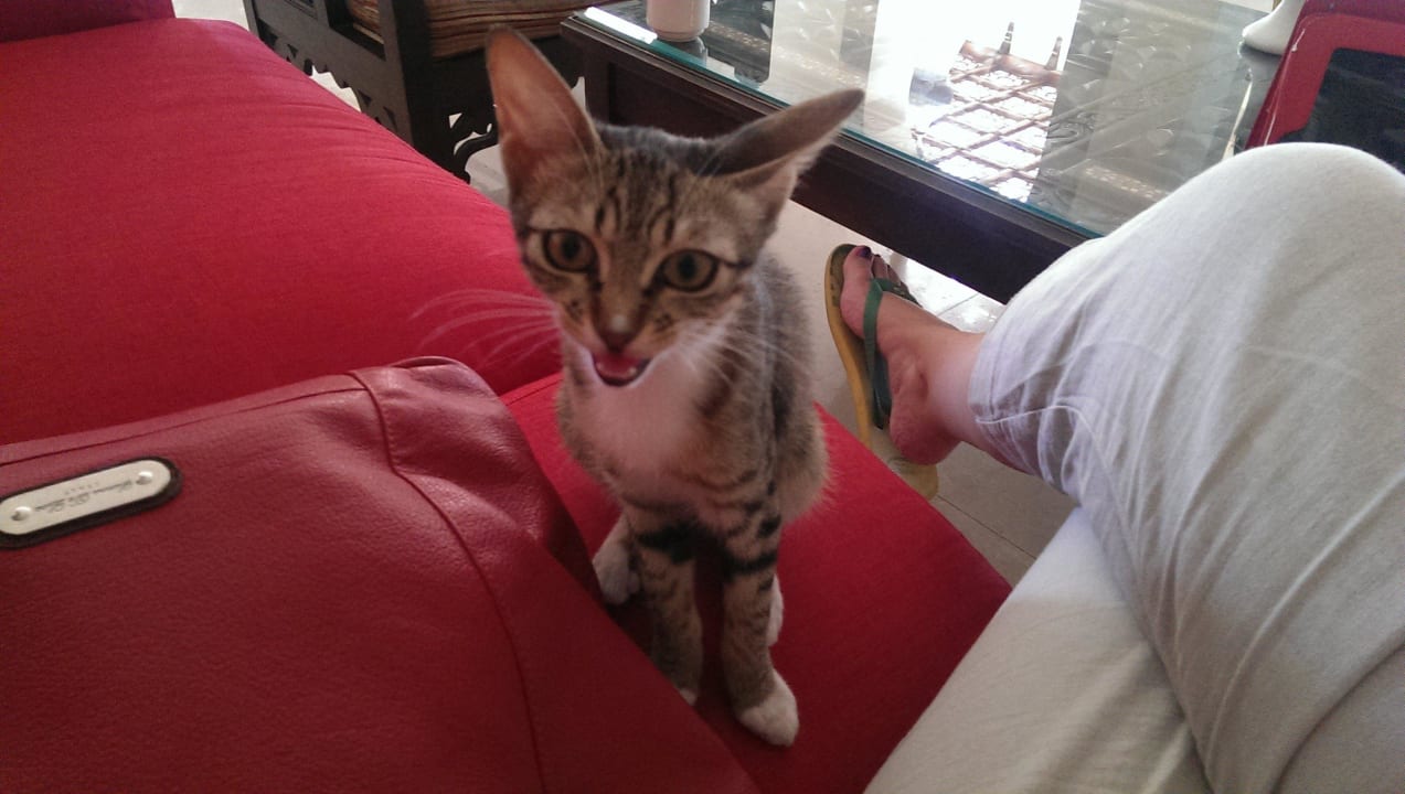 The hotel kitten Stella Beach Resort & Spa Makadi Bay