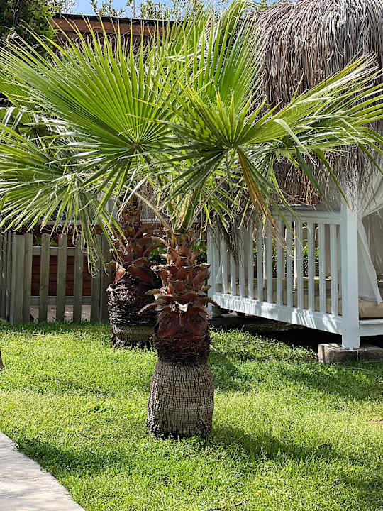 Gartenanlage Saturn Palace Resort Hotel