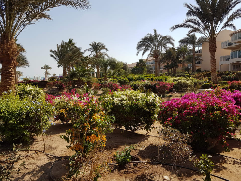 Gartenanlage Mövenpick Resort & Spa El Gouna