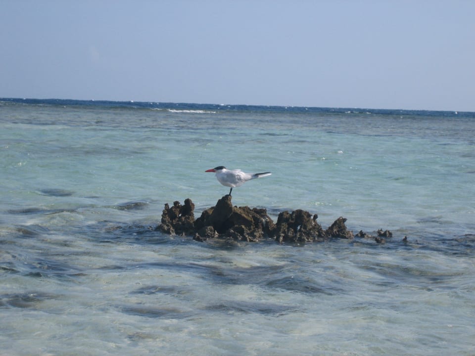 Nur schön... Hotel Gorgonia Beach Resort