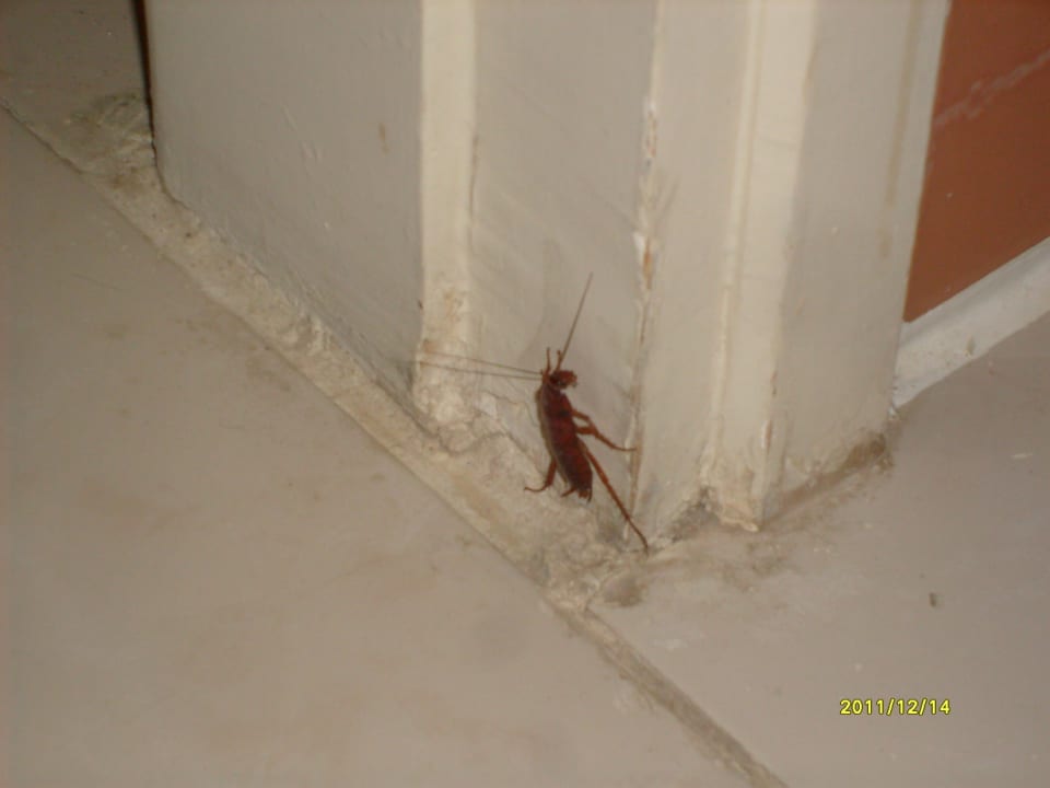 Ungeziefer Shams Safaga Resort