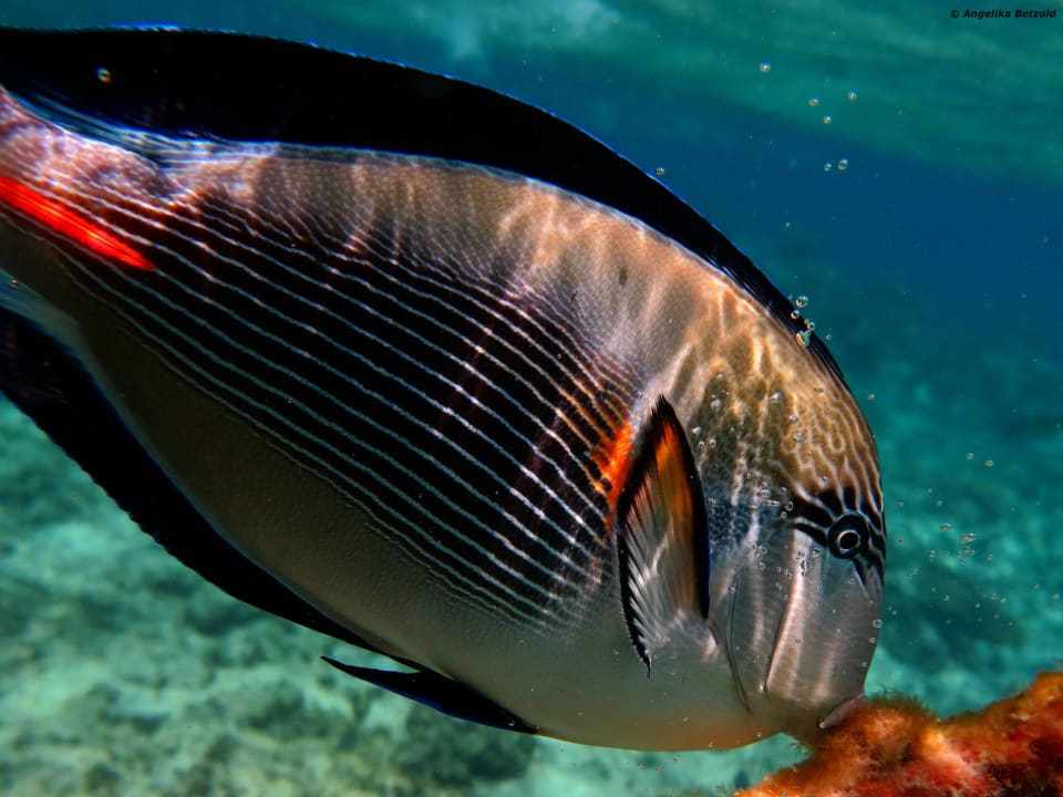 Doktor-Fisch  Arabia Azur Resort
