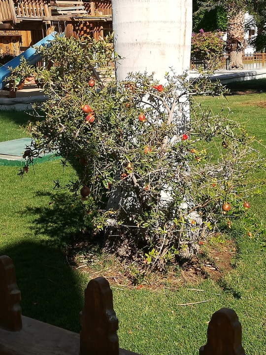 Gartenanlage The Grand Hotel Hurghada