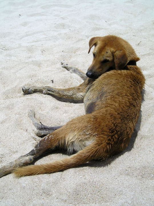 Keine Angst vor Hunden The Fair House Beach Resort