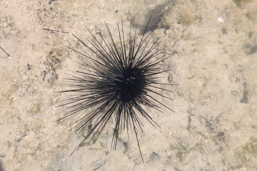 Ёж морской Stella Garden Resort & Spa, Makadi Bay