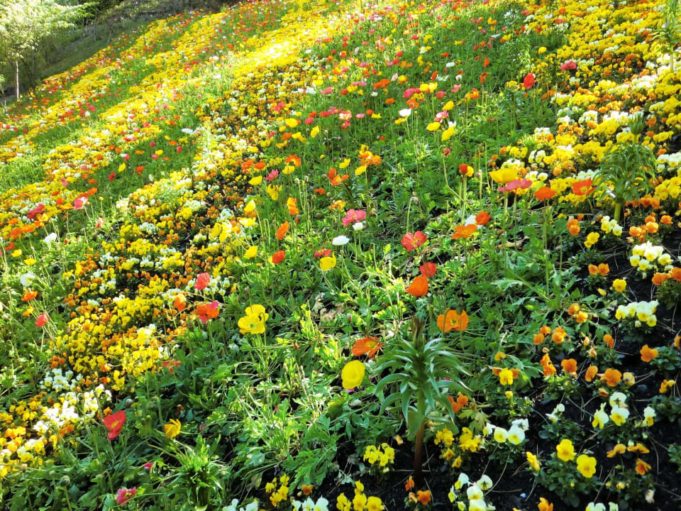 Blütenpracht  Baumgartner's Blumenhotel