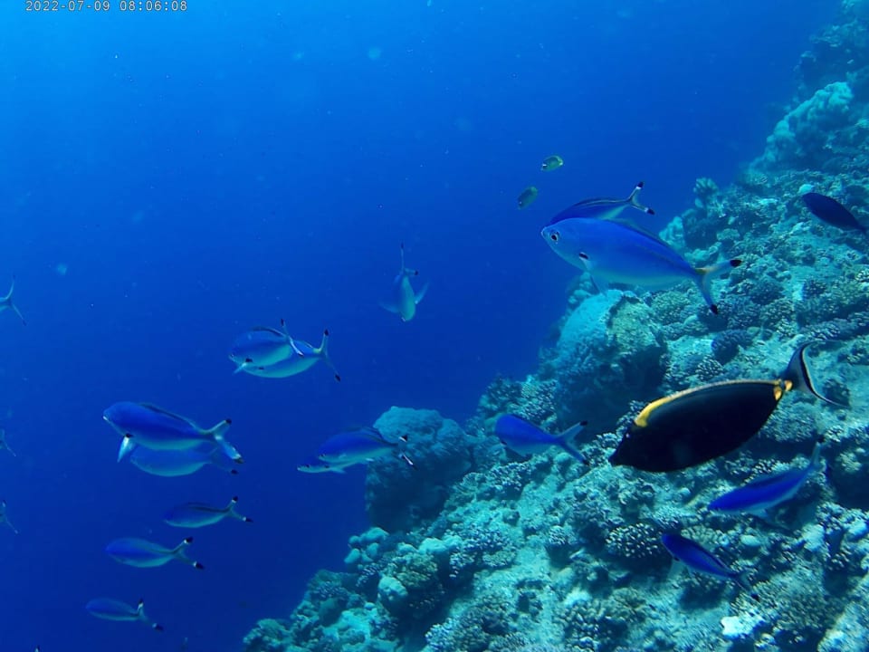 Sport & Freizeit Jaz Grand Marsa