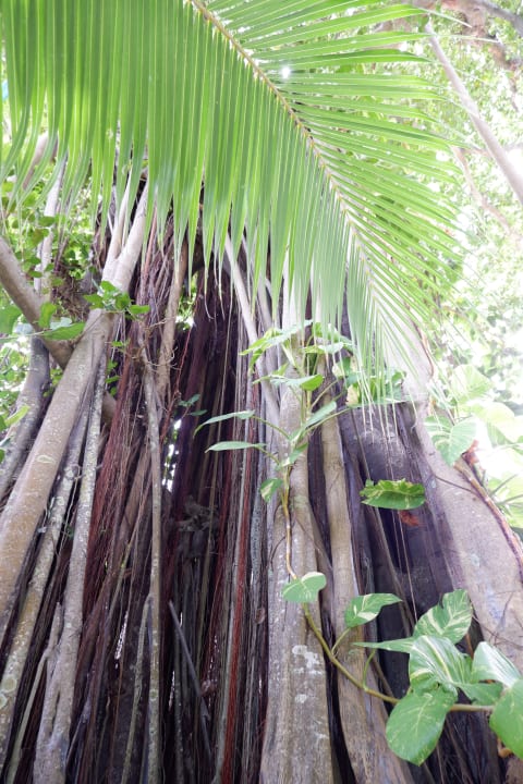 Gartenanlage Kuramathi Maldives