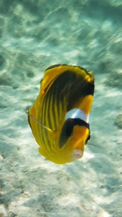 Sport & Freizeit Three Corners Sea Beach Resort