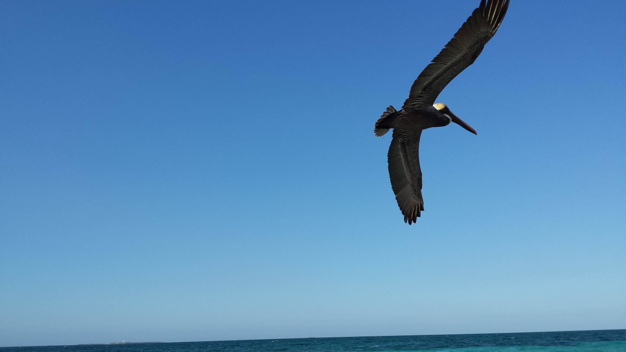 Ein Pelikan sucht sich sein Frühstück Iberostar Origin Playa Alameda