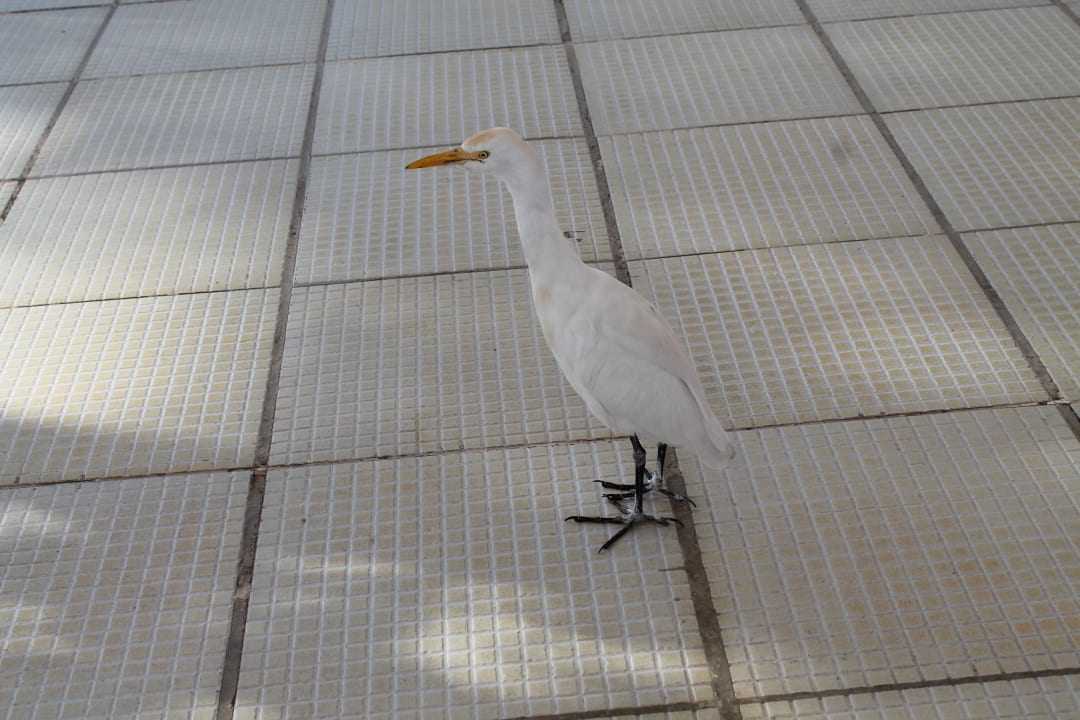 Sonstiges Desert Rose