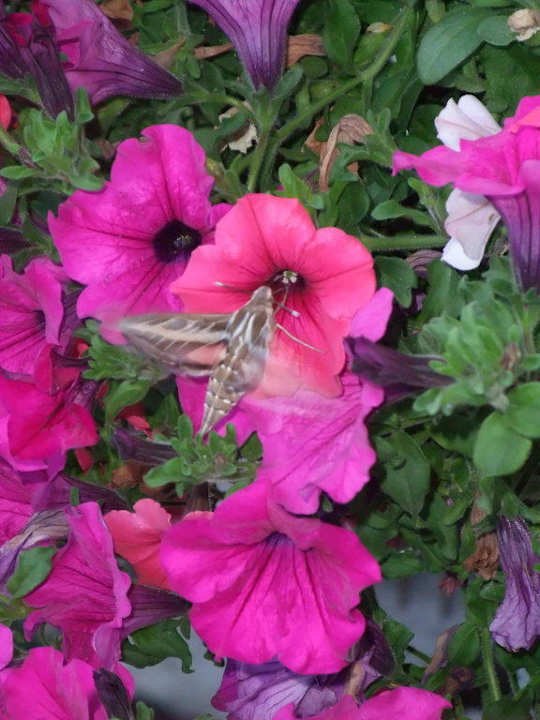 Balkonausblick Christiania Hotel