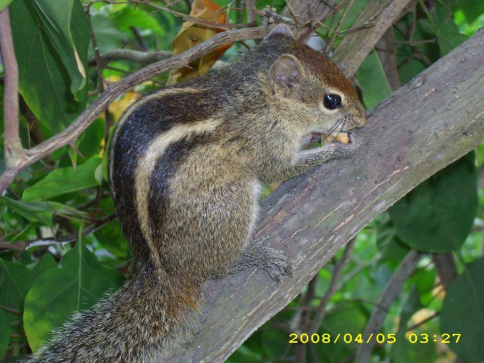 Streifenhörnchen auf dem Balkon Hotel Lanka Princess Ayurveda