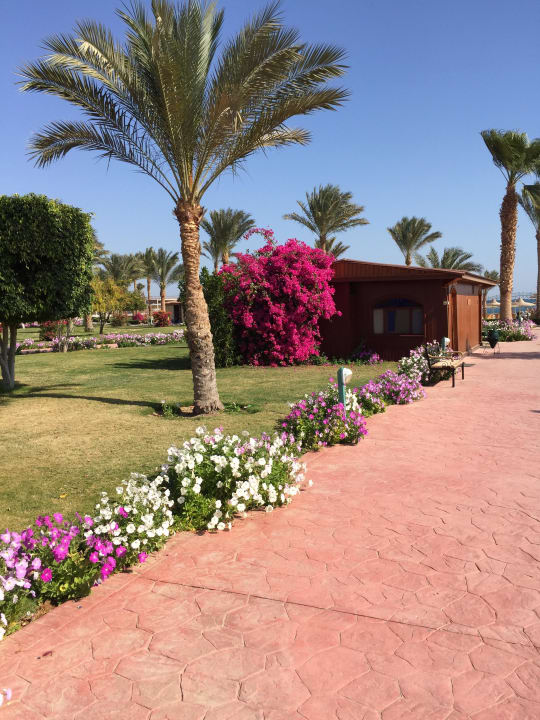 Blumenpracht Desert Rose