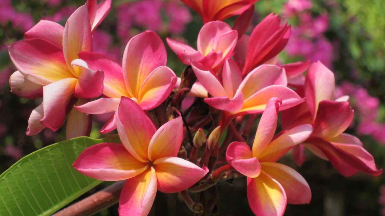 Lotusblüten Kuredu Island Resort & Spa