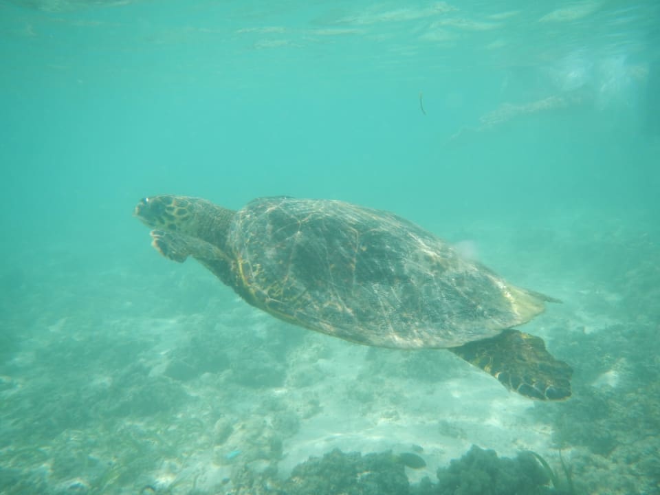 Schildkröte auf der Nordseite entdeckt Kuredu Island Resort & Spa