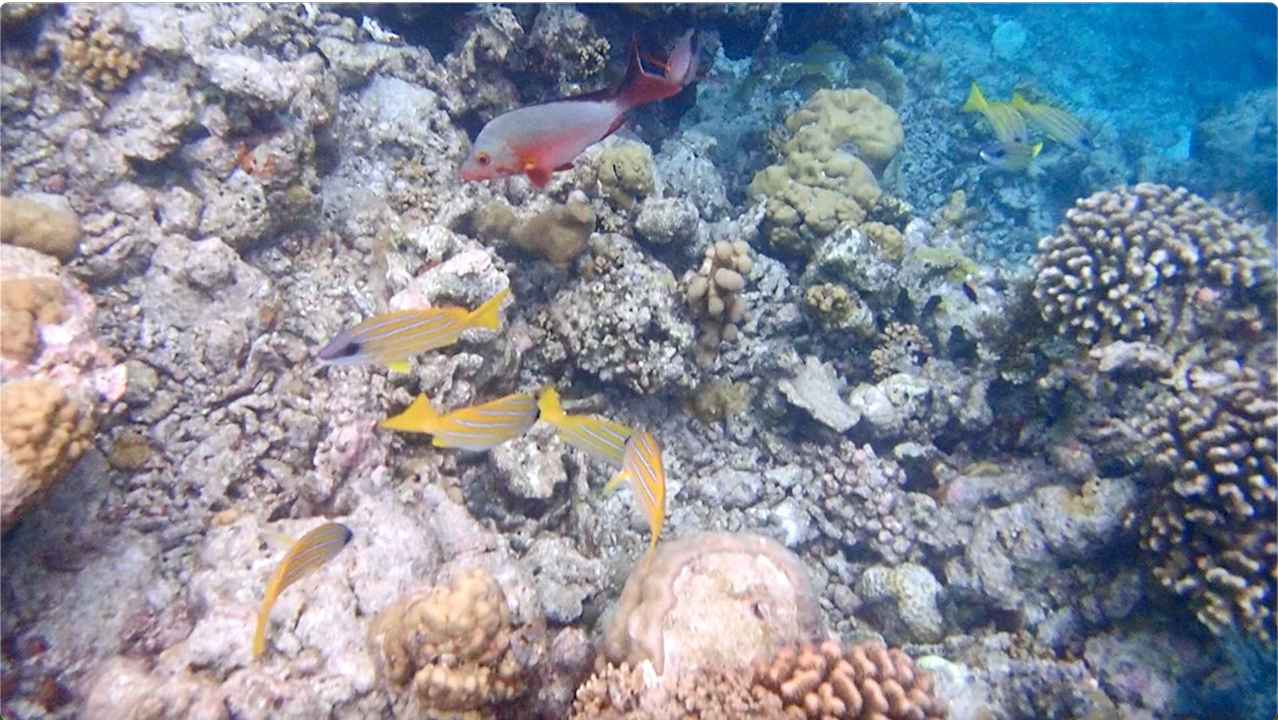 Sonstiges Vilamendhoo Island Resort & Spa