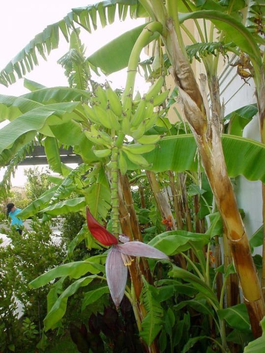 Bannanenpalme Crystal Paraiso Aqua Collection