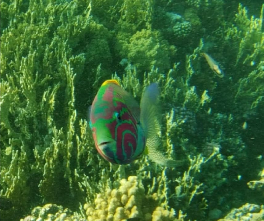 Strand Bliss Nada Beach Resort