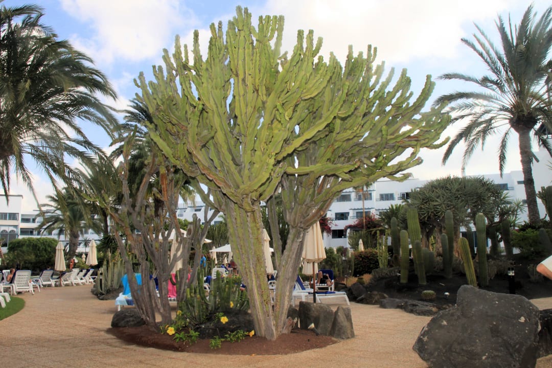 Kakteen in der Gartenanlage Seaside Hotel Los Jameos