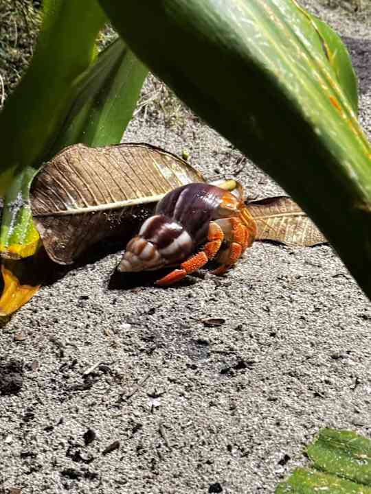 Strand Kuramathi Maldives