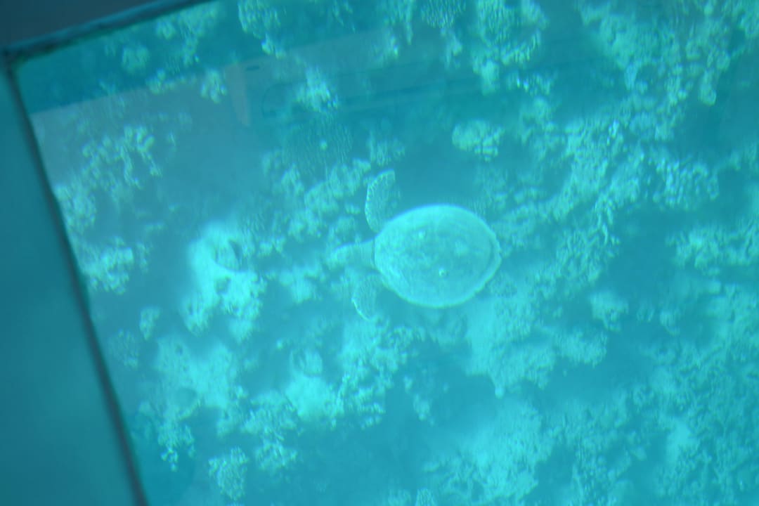 Schnorcheln mit glasboot am hausriff Makadi Bay ,e Jaz Makadi Oasis Resort