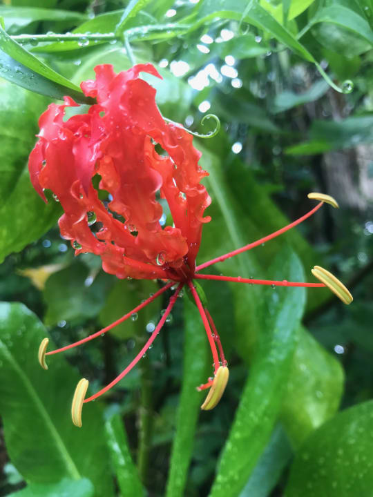 Gartenanlage Kuredu Island Resort & Spa