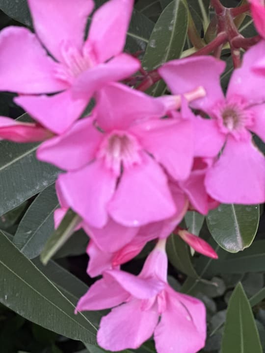 Sonstiges Hotel Kalithea Horizon Royal