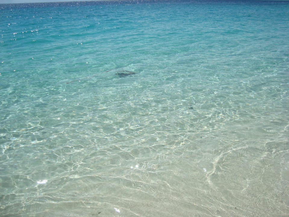 Sehr klares Wasser Royal Zanzibar Beach Resort