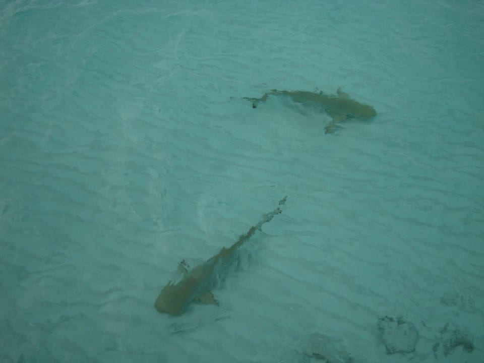 Tierischer Besuch bei unserer Wasservilla Veligandu Maldives Resort Island