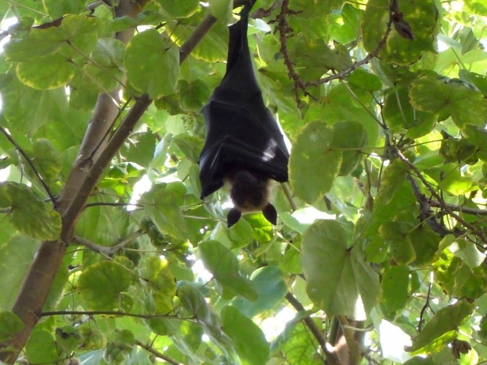 Flughund Kuredu Kuredu Island Resort & Spa