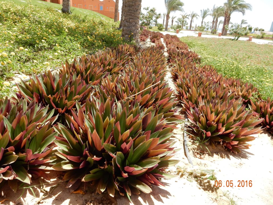 Schöne Pflanzen Novotel Marsa Alam Beach Resort