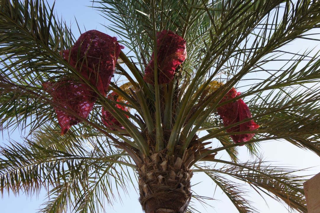 Dattelpalme Akassia Swiss Resort