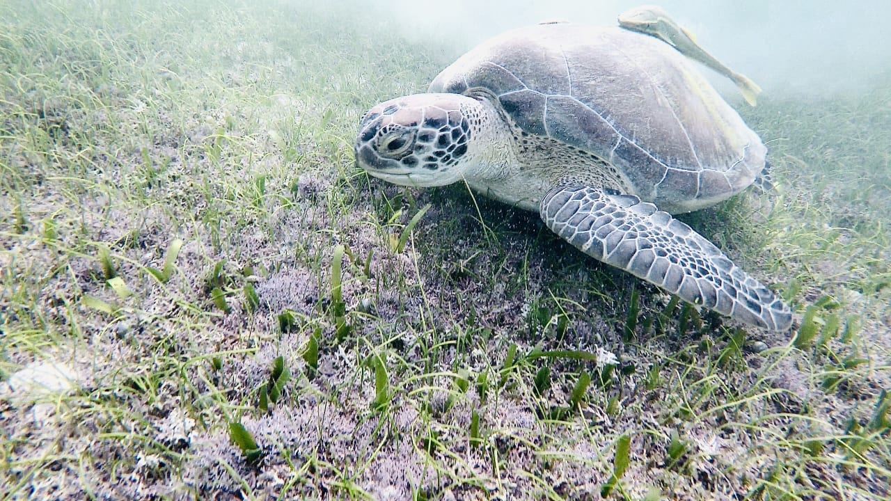 Sport & Freizeit Akumal Bay Beach & Wellness Resort
