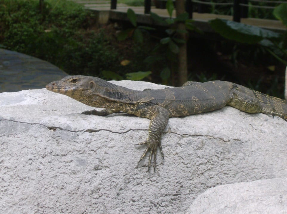 Leguan Moracea by Khao Lak Resort