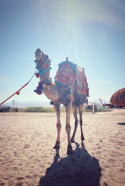 Strand Sentido Caribbean World Soma Bay