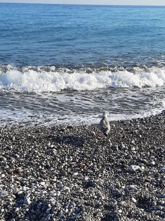 Strand Limak Limra Hotel & Resort