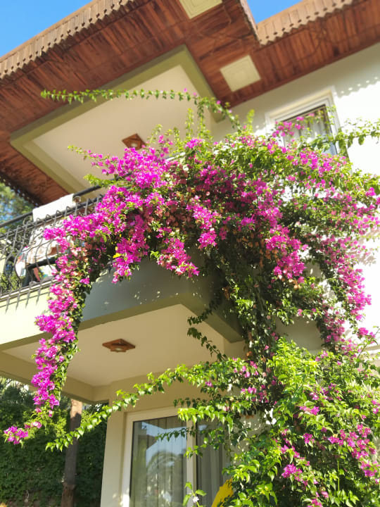 Gartenanlage Hotel Gardenia Beach