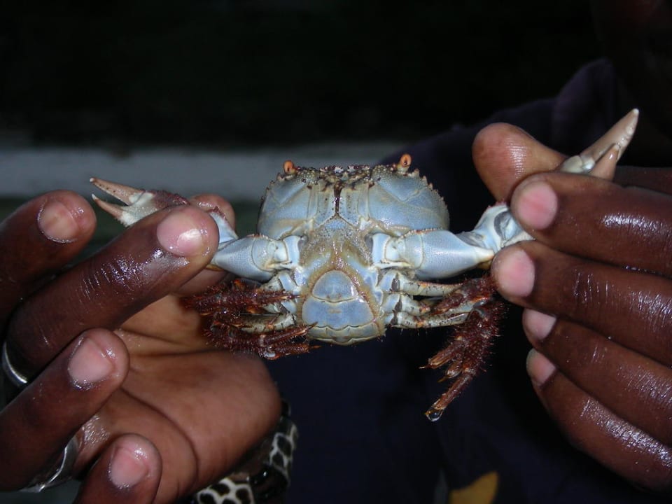 Mały, plażowy krabik Diani Sea Resort