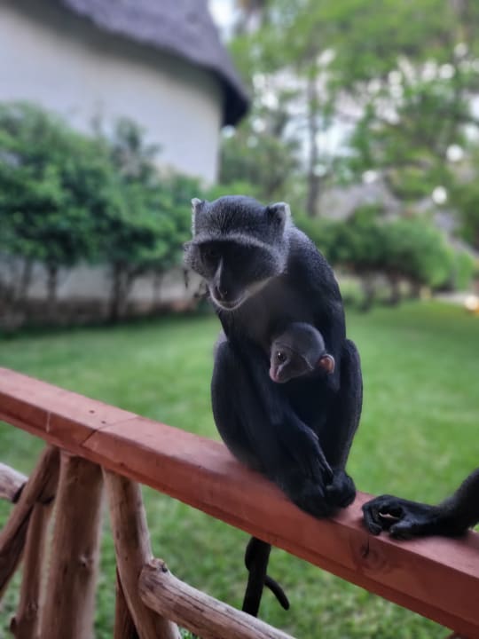 Gartenanlage Neptune Palm Beach Boutique Resort & Spa