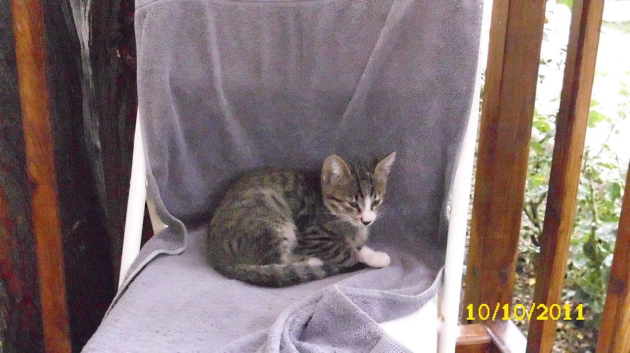 Katzenbesuch Clover Magic Nova Beach